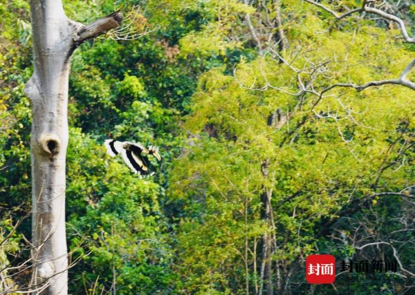 毅鸣天汇 17部门联手 为期3年 坚决打击张网捕鸟、非法交易鸟类等行为